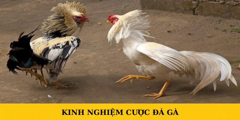 Một vài kinh nghiệm đá gà N666 mà anh em nên tham khảo